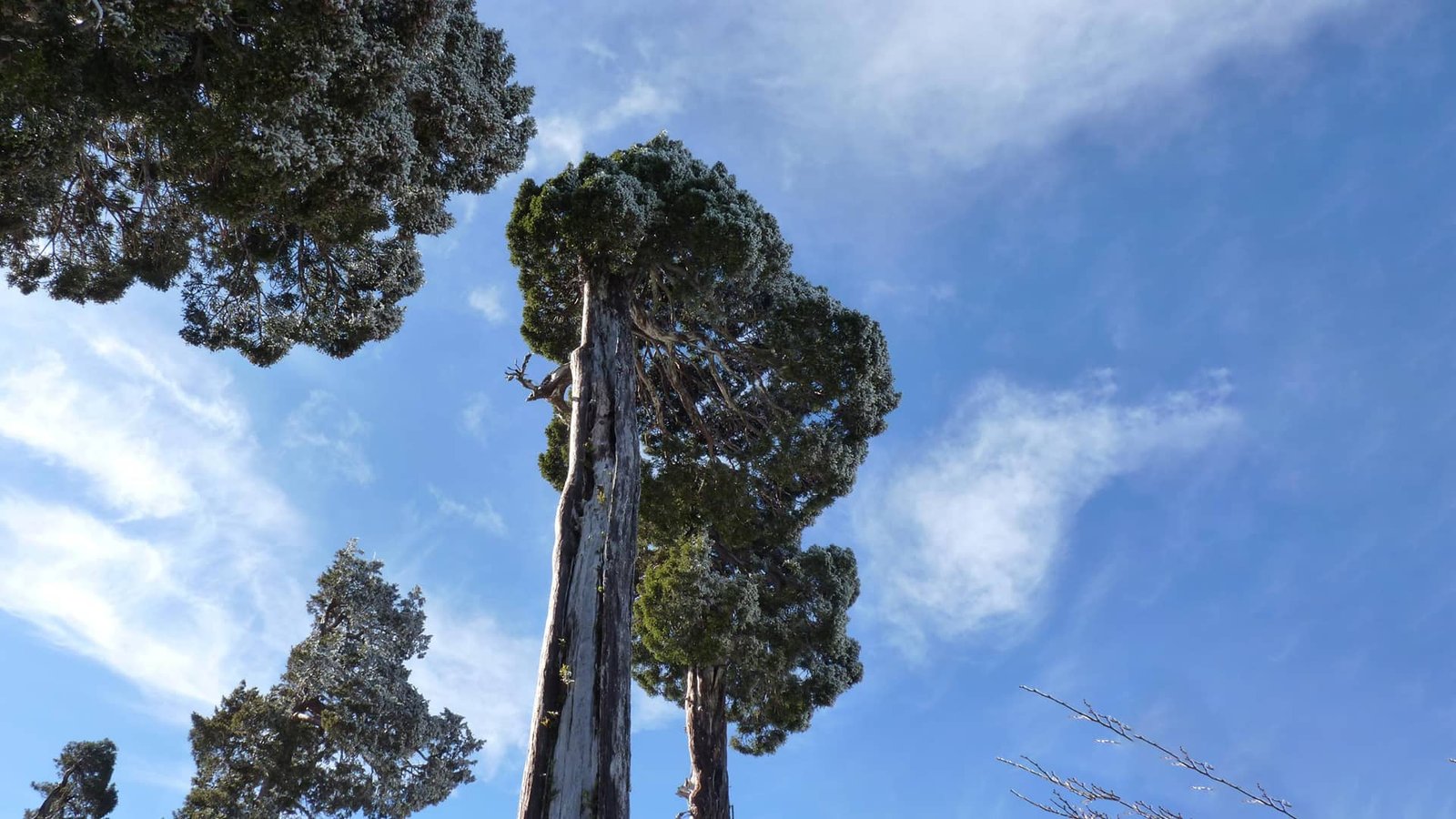 parque nacional alerce costero