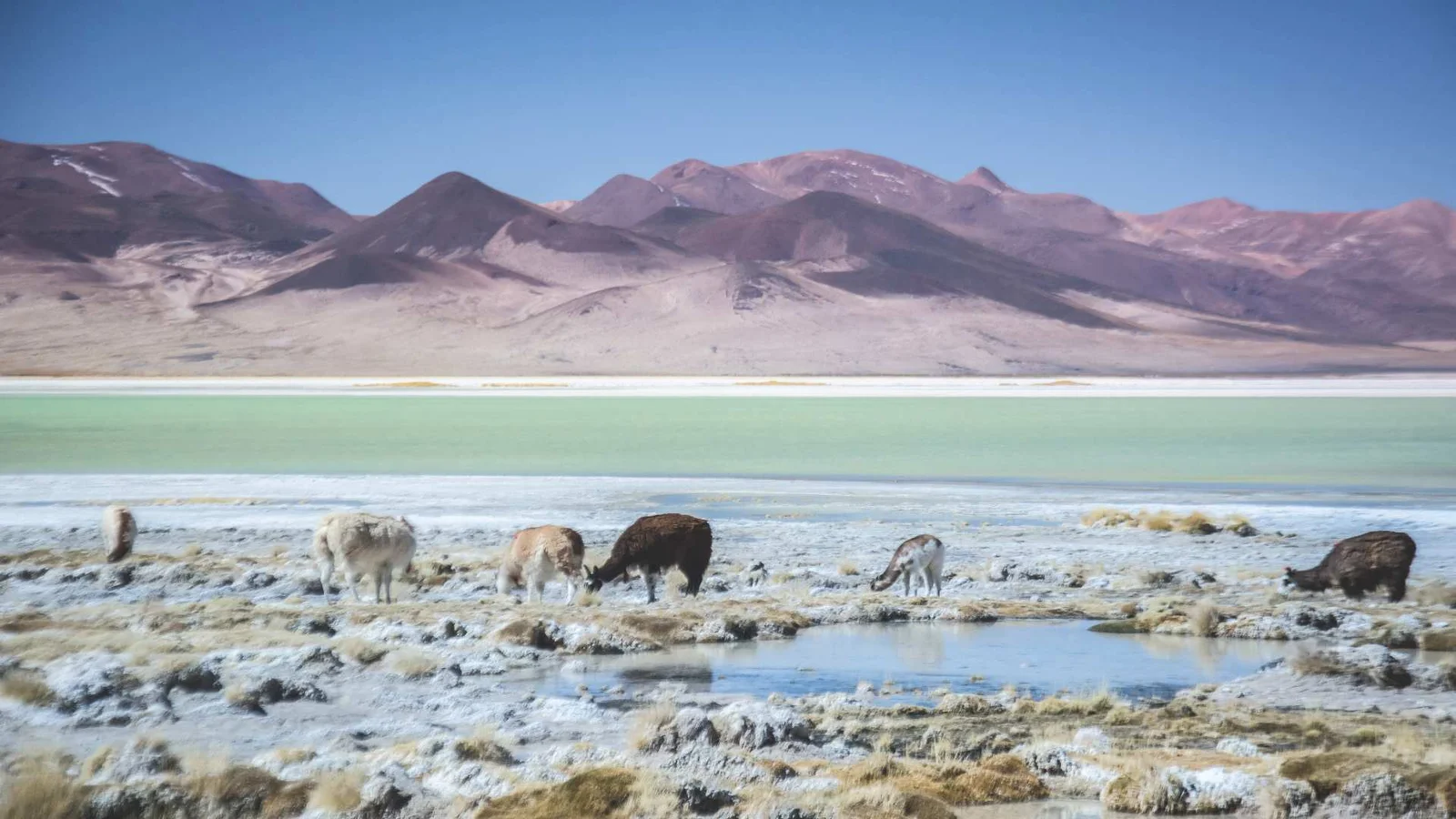 Parque-Nacional-Salar-del-Huasco-home-top