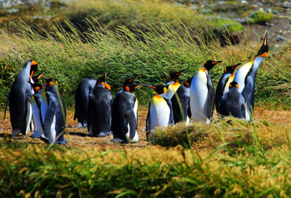 What to Do in Punta Arenas After Torres del Paine: Patagonia Travel Guide00002