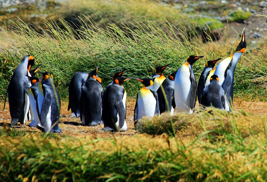 What to Do in Punta Arenas After Torres del Paine: Patagonia Travel Guide00002 What to Do in Punta Arenas After Torres del Paine: Patagonia Travel Guide00002