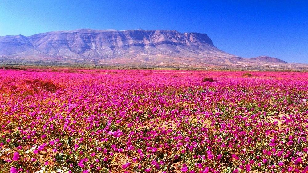 atacame desert in bloom