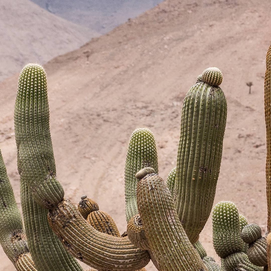 cactus candelabro cactus candelabro