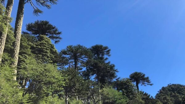 parques nacionales chilenos
